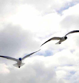 Georgia beach seagulls