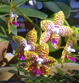 Beautiful Orchids in a Garden in Athens GA