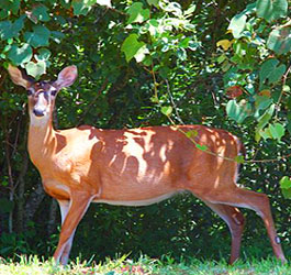 Deer at Amicalola Falls State Park