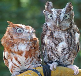 Owls at Amicalola State Park