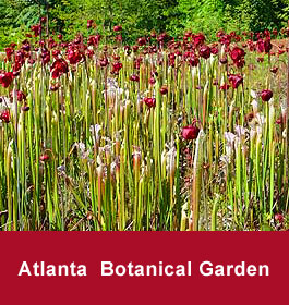 Atlanta Botanical Gardens flowers