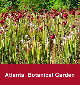 Atlanta Botanical Gardens