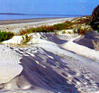 Georgia Barrier Island