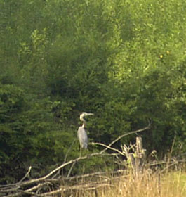 Bird in GA