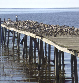Birds at fishing pier