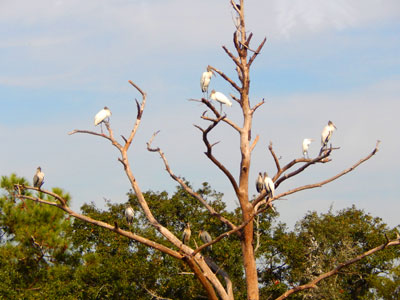 Birds at Georgia coast and islands