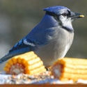 Blue Jay Bird