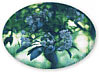 Pretty Blue Flowers