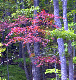Beautiful trees in forest in fall