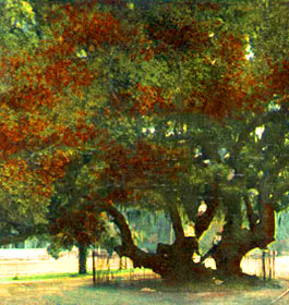 Lovers Oak Tree in Brunswick GA