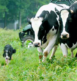 Cagel Farm Cows