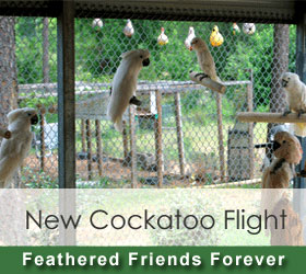 Cockatoo Flight at Feathered Friends Parrot Rescue