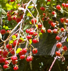 Wild black berries on overlook path