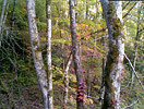 Colorful Trees in Jasper County/Monticello, Georgia
