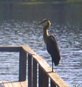 Large bird at GA lake