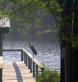 Crane at Lake Seminole