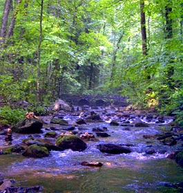 Creek at Andrews Cove