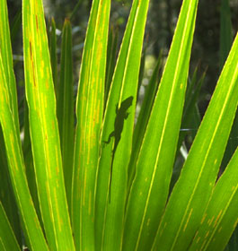 Cumberland Island Lizard Wildlife