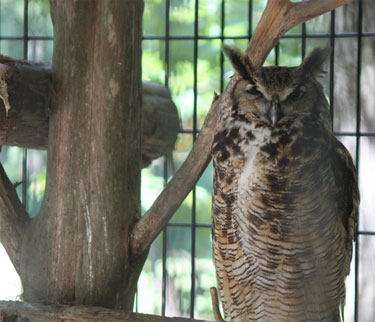 Owl at Dauset Nature Center