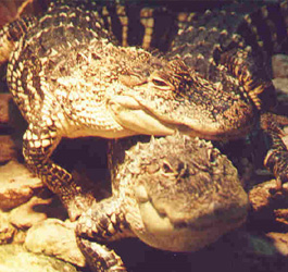 Reptiles at Dauset Trails Nature Center