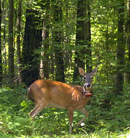 Deer in GA forest