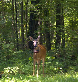 Deer in GA forest