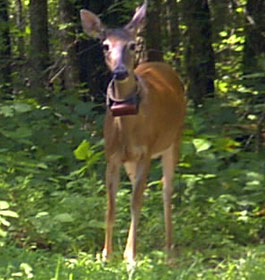 Deer
