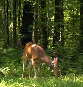 Deer eating in forest