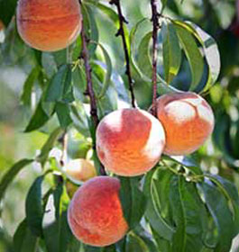 Peaches at Dickie Farms