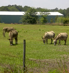 Donkeys at farm in Plantation Trace