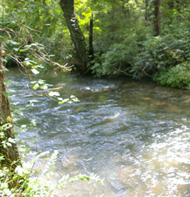Duke's Creek