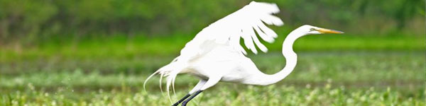 Egret at Florence Marina State Park