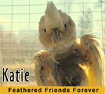 Feathered Friends Forever