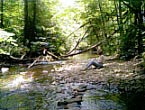 Fishing Stream at Georgia State Park