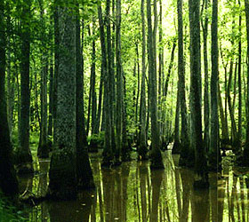 Flat Creek Nature Preserve