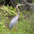 Grey Egret at Florence Marina State Park