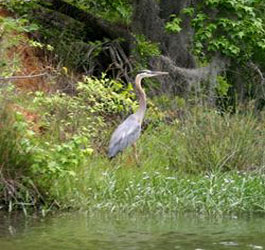 Egret at Florence Marina State Park
