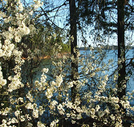 Flowers at GA lake