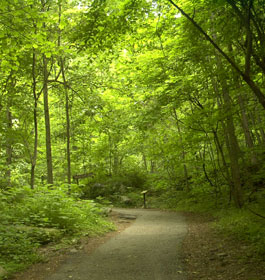 Hiking in Georgia Forest