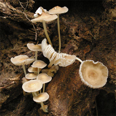 Wild mushrooms at Georgia U.S. Forest