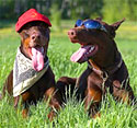 Dogs having fun