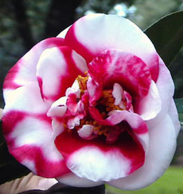 Georgia University Botanical Garden Flower