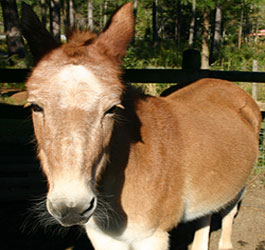 Mule at General Coffee State Park