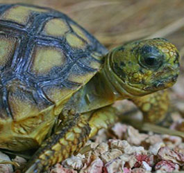 Turtle at General Coffee State Park