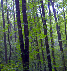 Tall trees in GA forest