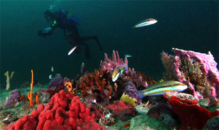 Marine life at Gray's Reef