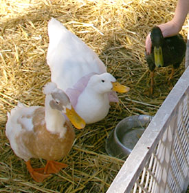 Ducks at Greek festival pet zoo