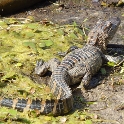 Alligator at Harris Neck Wildlife Refuge