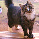 Hemingway Cat