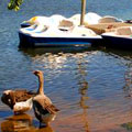Ducks and Boat Rentals at High Falls State Park